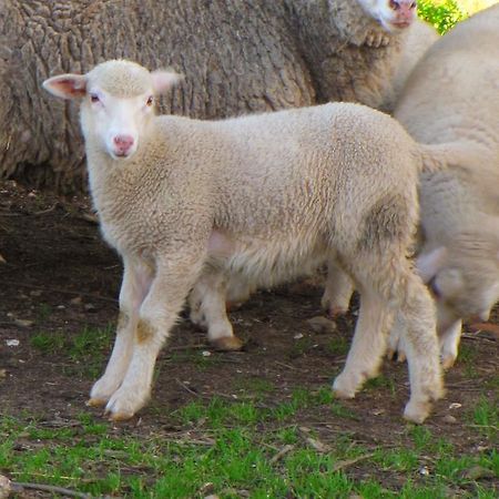 فيلا Quinta Do Cerquito Ferreira do Zêzere المظهر الخارجي الصورة