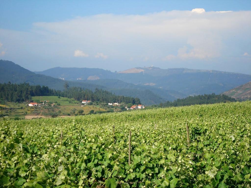 فيلا Quinta Do Cerquito Ferreira do Zêzere المظهر الخارجي الصورة