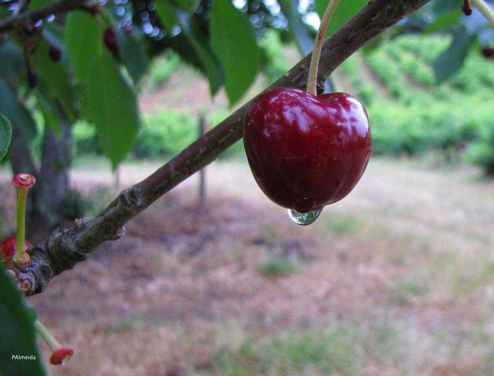 فيلا Quinta Do Cerquito Ferreira do Zêzere المظهر الخارجي الصورة