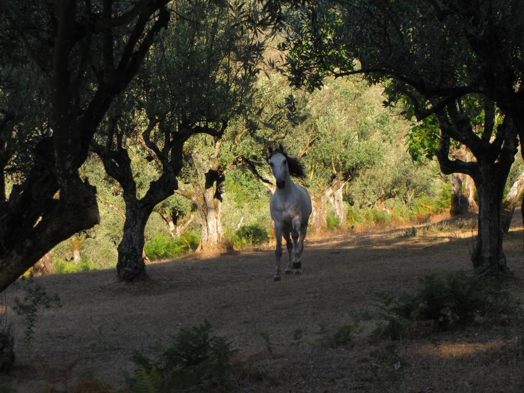 فيلا Quinta Do Cerquito Ferreira do Zêzere المظهر الخارجي الصورة