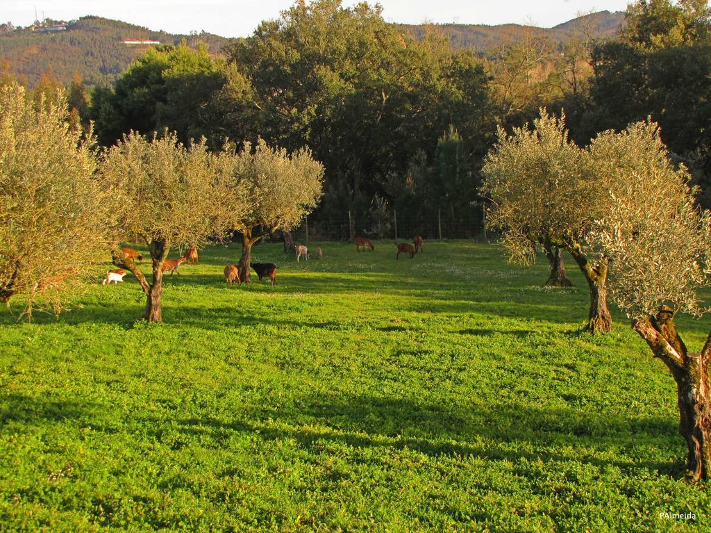 فيلا Quinta Do Cerquito Ferreira do Zêzere المظهر الخارجي الصورة
