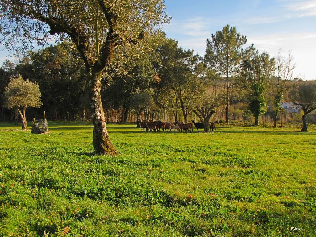 فيلا Quinta Do Cerquito Ferreira do Zêzere المظهر الخارجي الصورة