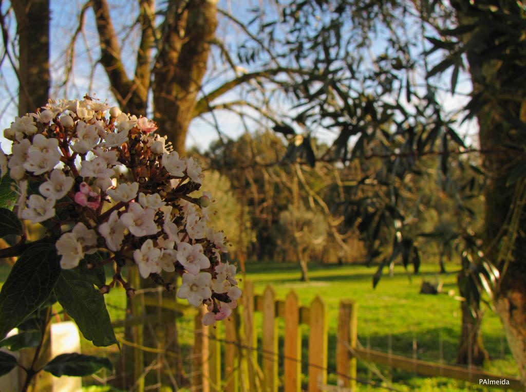فيلا Quinta Do Cerquito Ferreira do Zêzere المظهر الخارجي الصورة