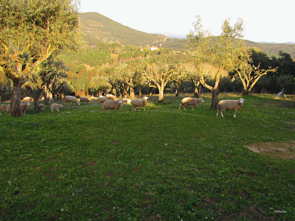 فيلا Quinta Do Cerquito Ferreira do Zêzere المظهر الخارجي الصورة
