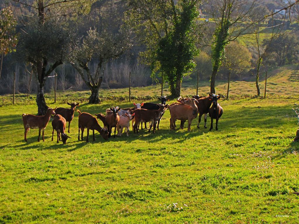 فيلا Quinta Do Cerquito Ferreira do Zêzere المظهر الخارجي الصورة