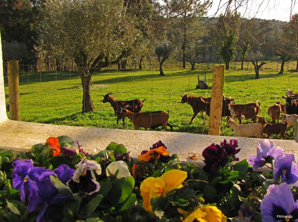 فيلا Quinta Do Cerquito Ferreira do Zêzere المظهر الخارجي الصورة