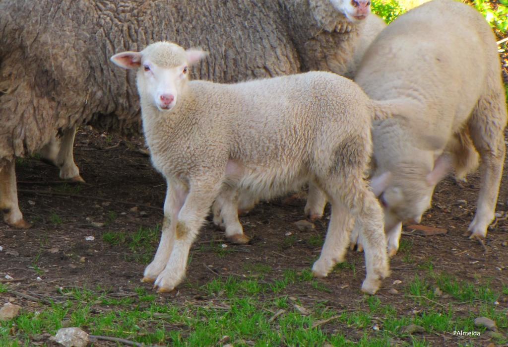 فيلا Quinta Do Cerquito Ferreira do Zêzere المظهر الخارجي الصورة